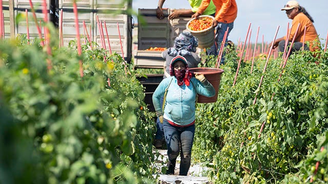 Farm worker in Florida