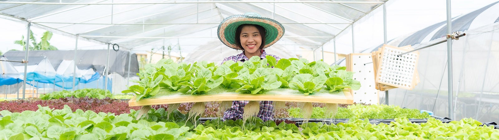 Farmer holding hydroponic plants