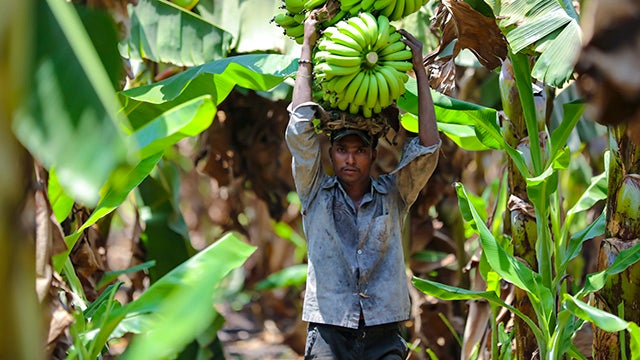 Farmer in India with banana bunch